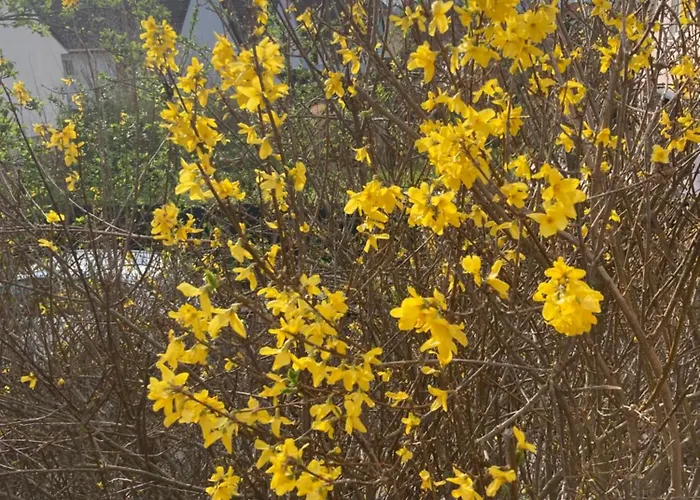 Apartment Colmar Entier